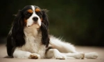 Kavaler-král charles spaniel